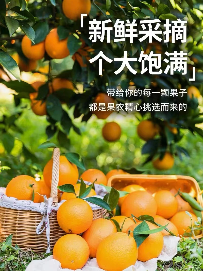 老表脐橙专属赣南脐橙新鲜现摘饱满多汁坏果包赔全国包邮送剥橙器
