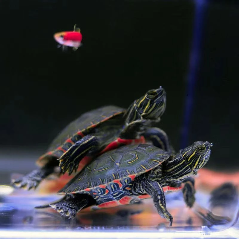 直播下单链接（请勿乱拍）小青地图火焰黄耳龟龟观赏龟活体