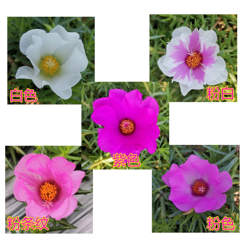 针叶太阳花大花单瓣无根枝条