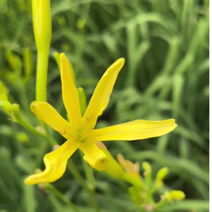 金针黄花菜种苗观赏食用耐寒抗热四季种植多年生忘忧草补脑菜根苗