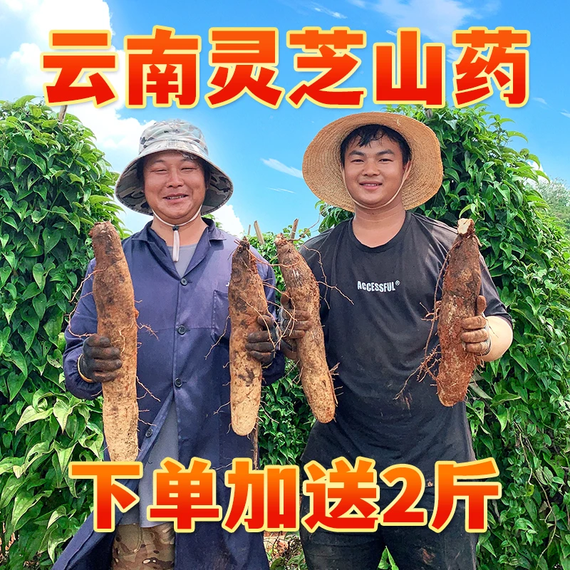 云南灵芝山药正宗农家特产粗粮老品种铁棍生吃的拉丝新鲜纯正山药