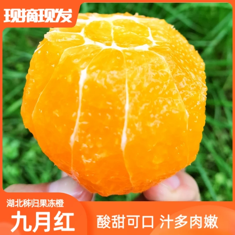 湖北秭归九月红脐橙宜昌橙子应季果冻橙鲜橙甜橙多汁新鲜水果S