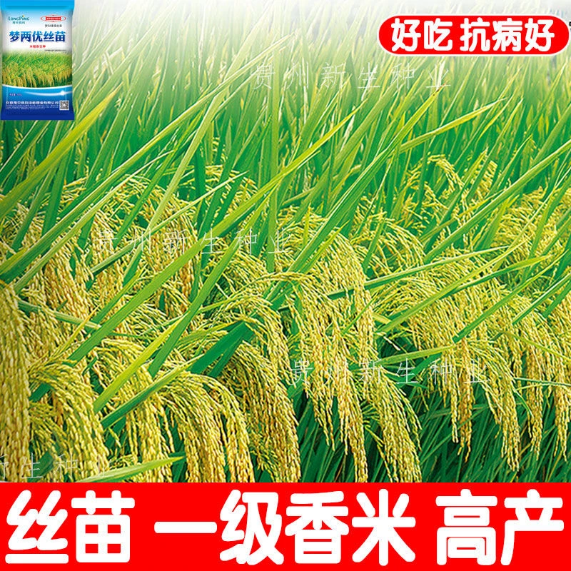 梦两优丝苗水稻种子高产谷种杂交水稻抗产量种植品种种业优质