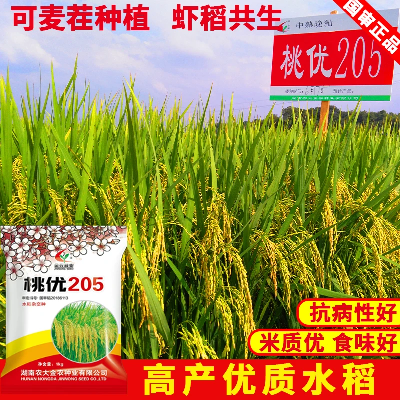 桃优205长粒香米高产水稻种子种籽抗病米香大田种植国审水稻优质