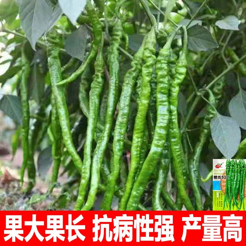 螺线102辣椒种子蔬菜种子螺丝长线椒 高产抗病性强螺丝青皱皮