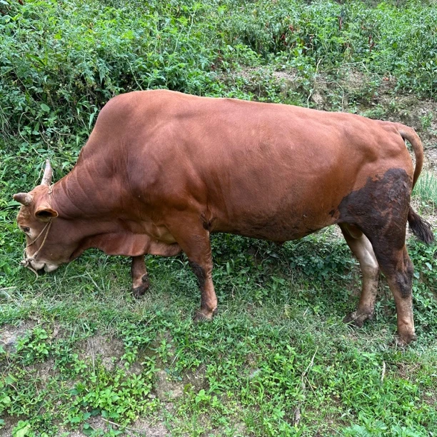 贵州深山小黄牛（牛健子2kg）顺丰空运包邮