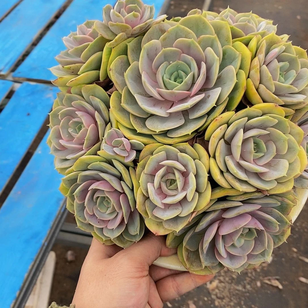 简****福蓝色苍鹭d多肉