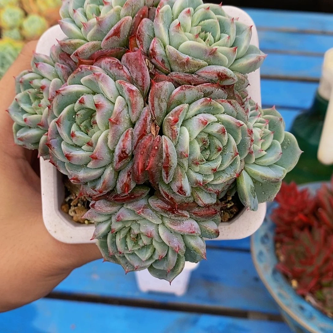 T****n天鹅绒多肉发货