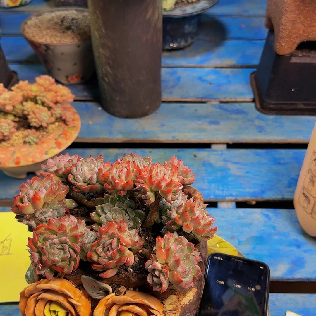 宁**远杂交多肉 发货