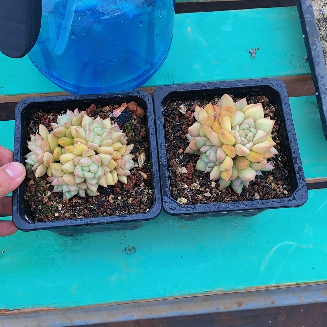 初象牙多肉发货123