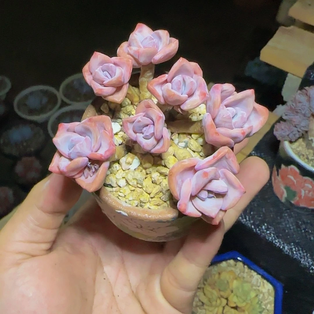 简**单彩虹糖多肉