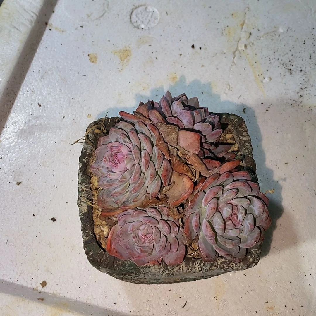 我**?橙梦露多肉发货