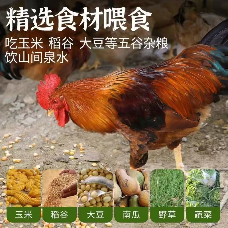 杀后净重2只共6斤以上大公鸡农家散养大公鸡土鸡公鸡顺丰京东冷链
