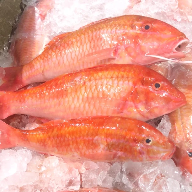 【广东南海野生海鲜】红须公