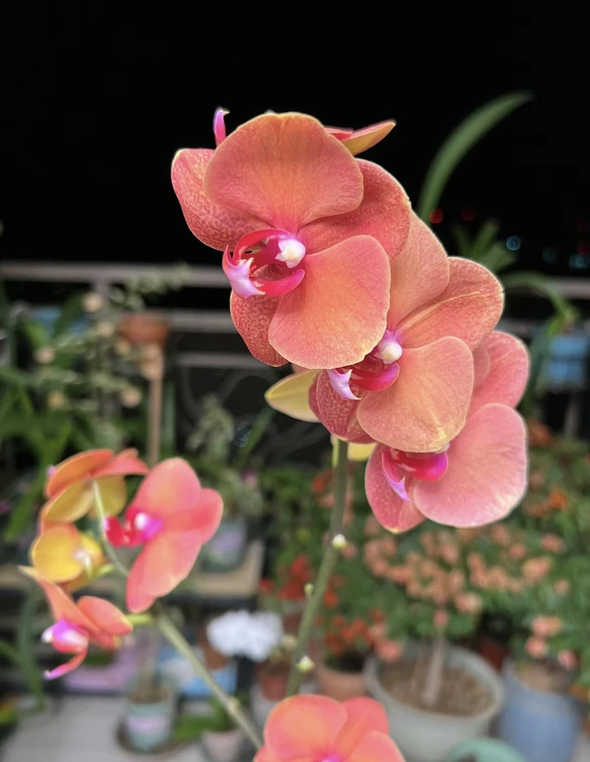蝴蝶兰——金桔 开花发货