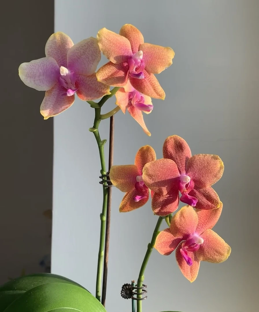 蝴蝶兰——香恋博格丽开花发货