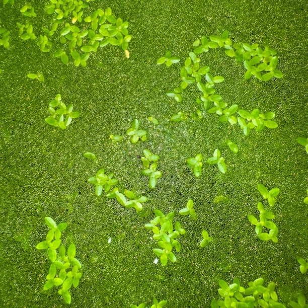 微萍活体饲料观背青鳉孔雀斑马金鱼锦鲤适口高蛋白小型观赏鱼饲料