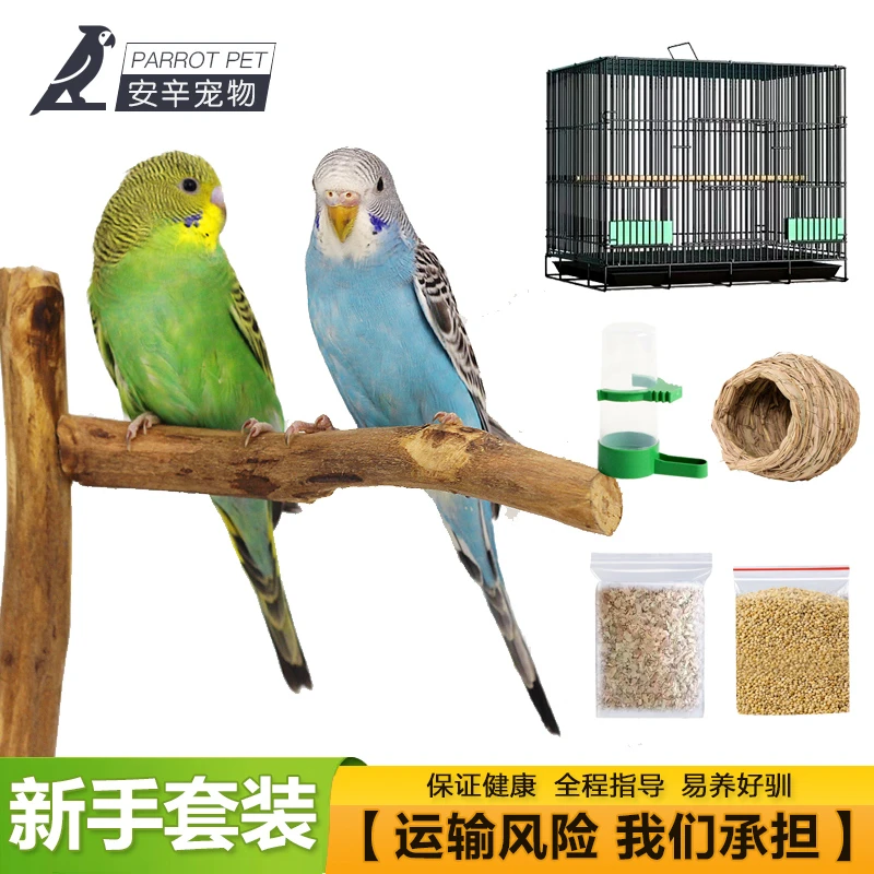 新手带鸟笼套装 鹦鹉活鸟观赏鸟类鹦鹉小鸟