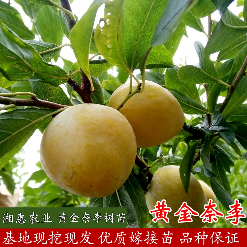 湘农恒【嫁接黄金奈李苗】裸根苗 0.6起苗 现挖现发品种保对版