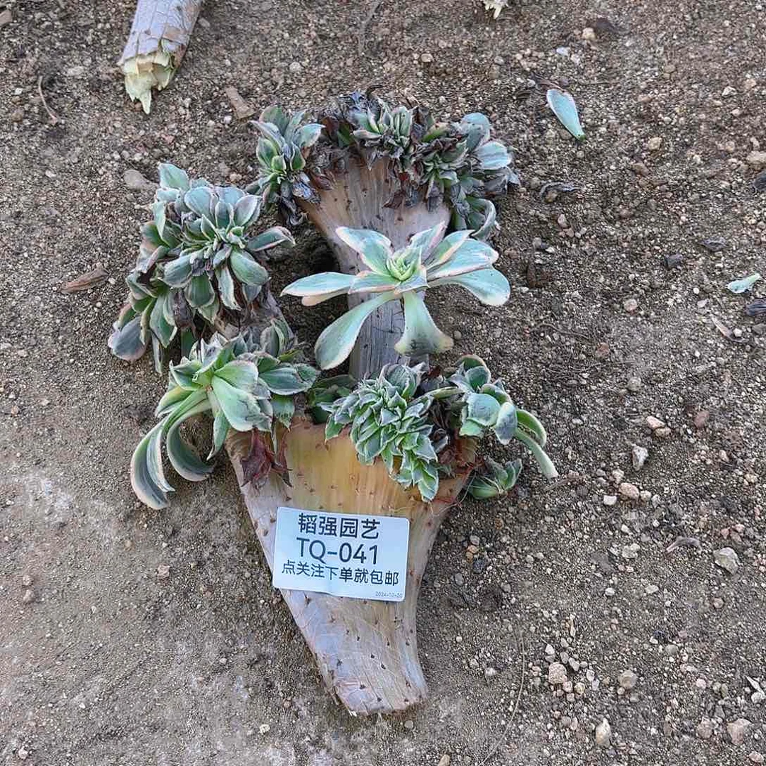 采****?灿烂缀两颗多肉植物41