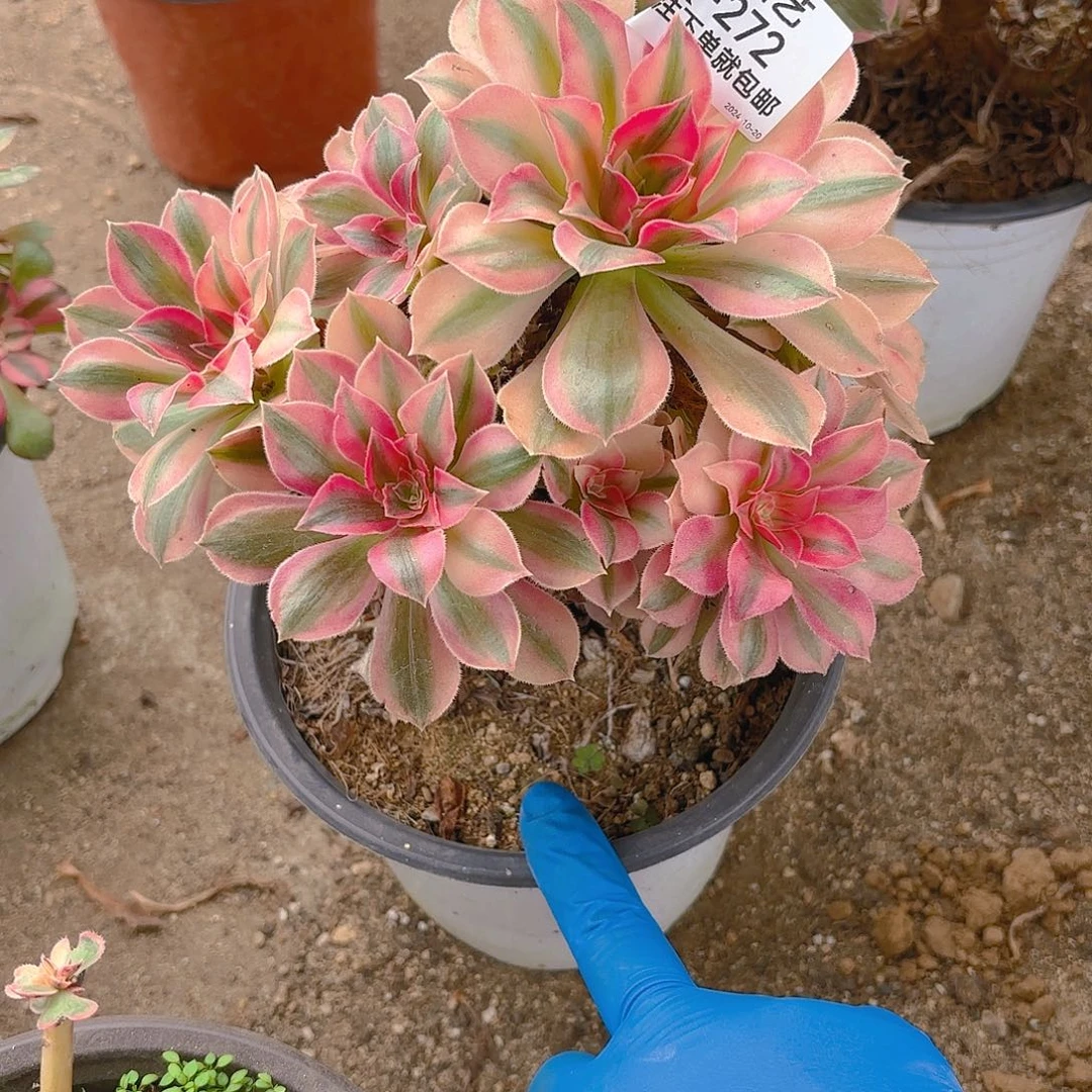 女郎多肉植物272