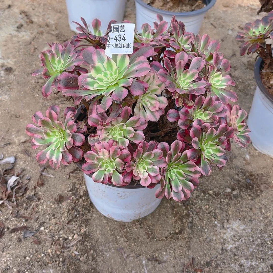 铜壶多肉植物434