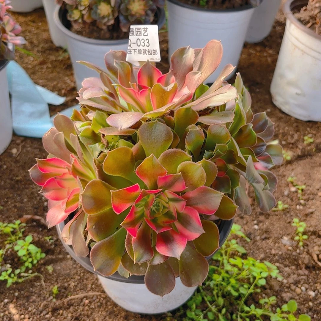 香妃多肉植物韬强园艺33