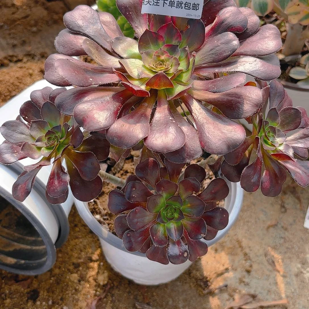 晚霞多肉植物612