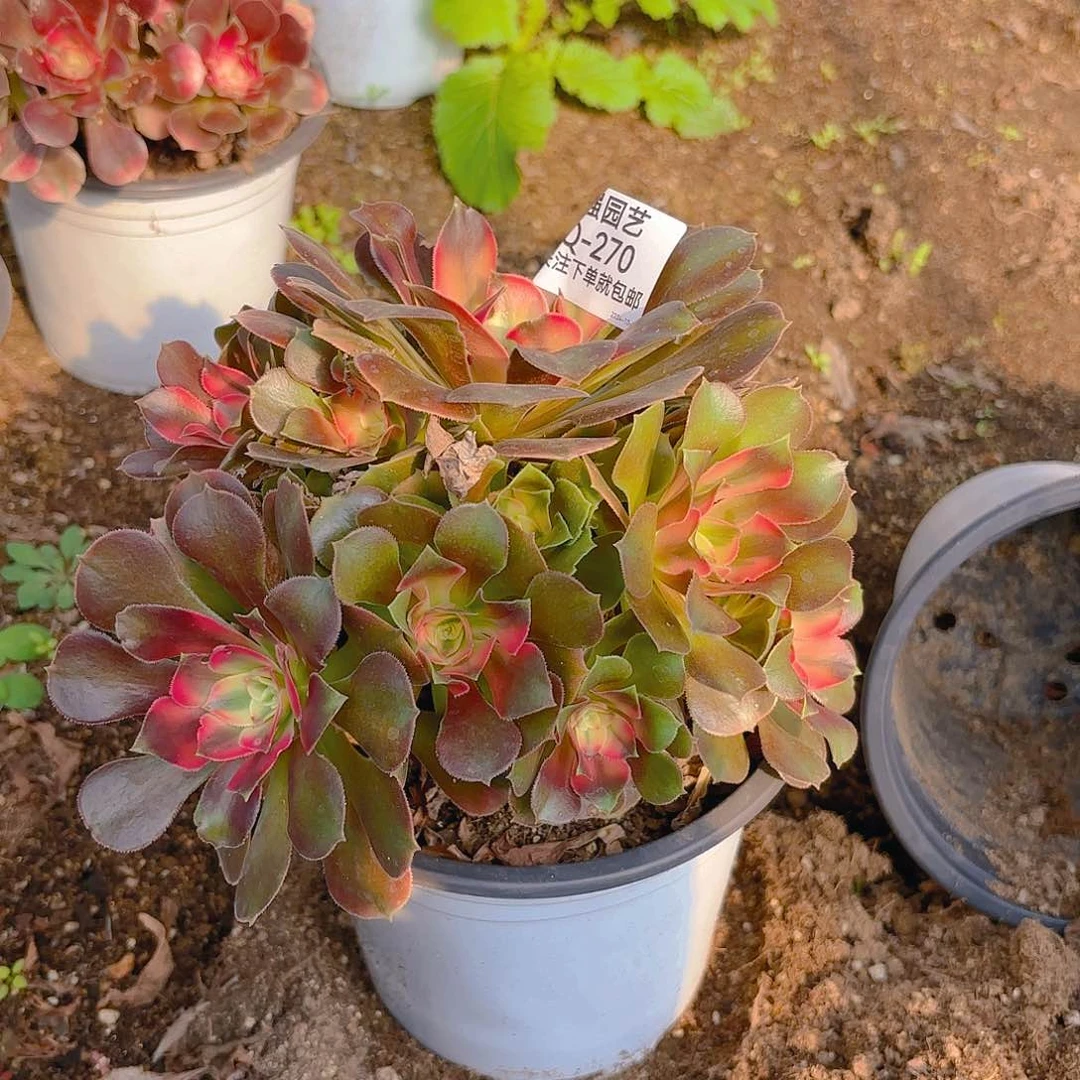 香妃多肉植物韬强园艺270