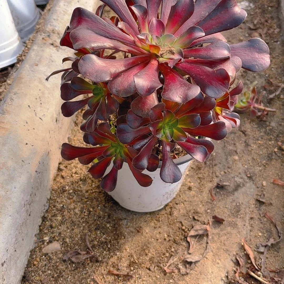 华纳多肉植物韬强园艺