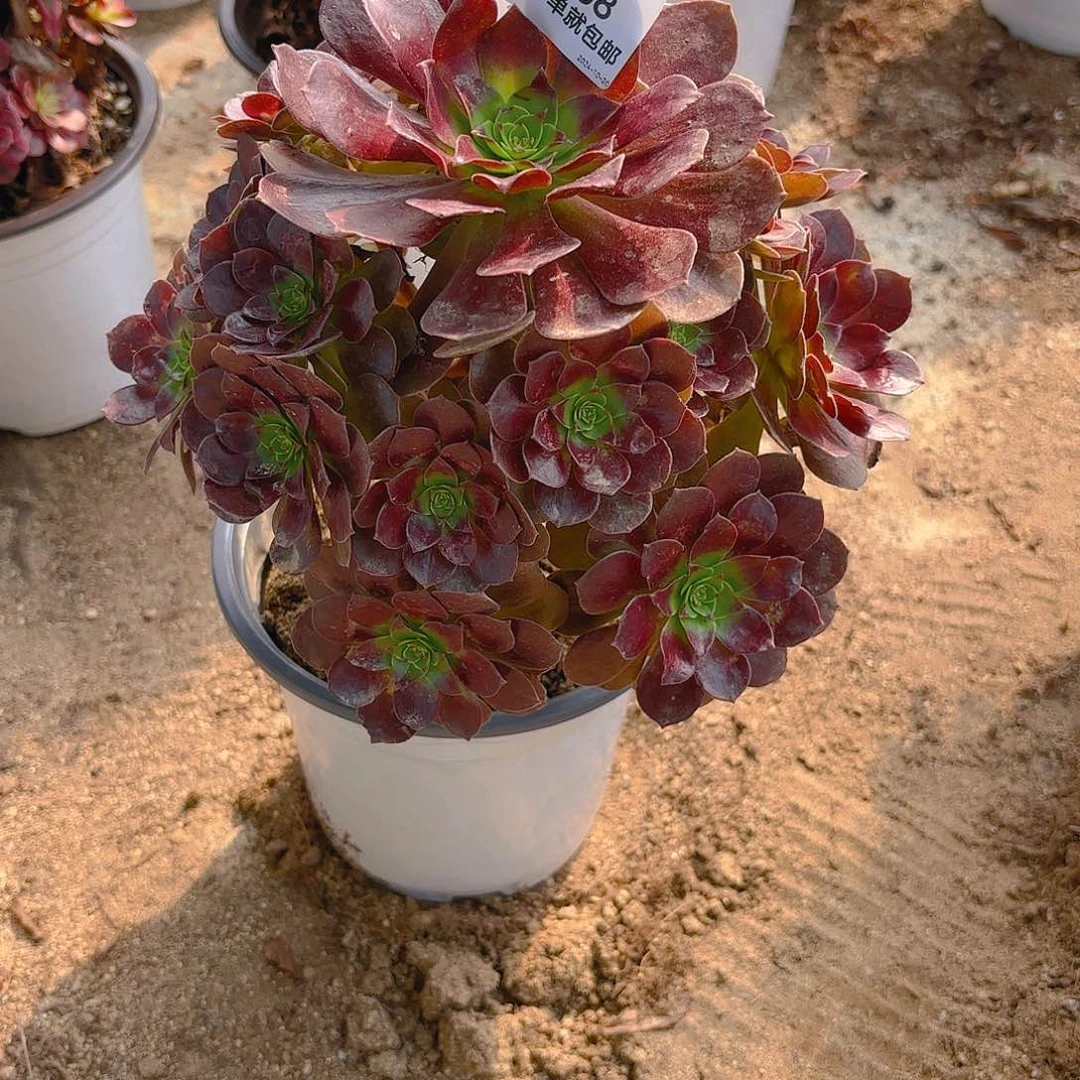 赤焰莲多肉植物538