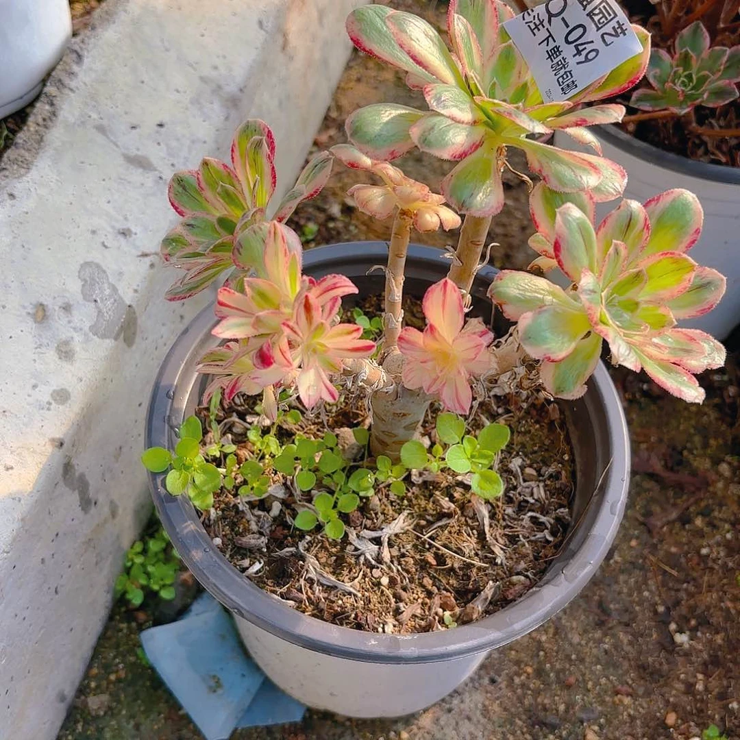 v锦多肉植物有砍49