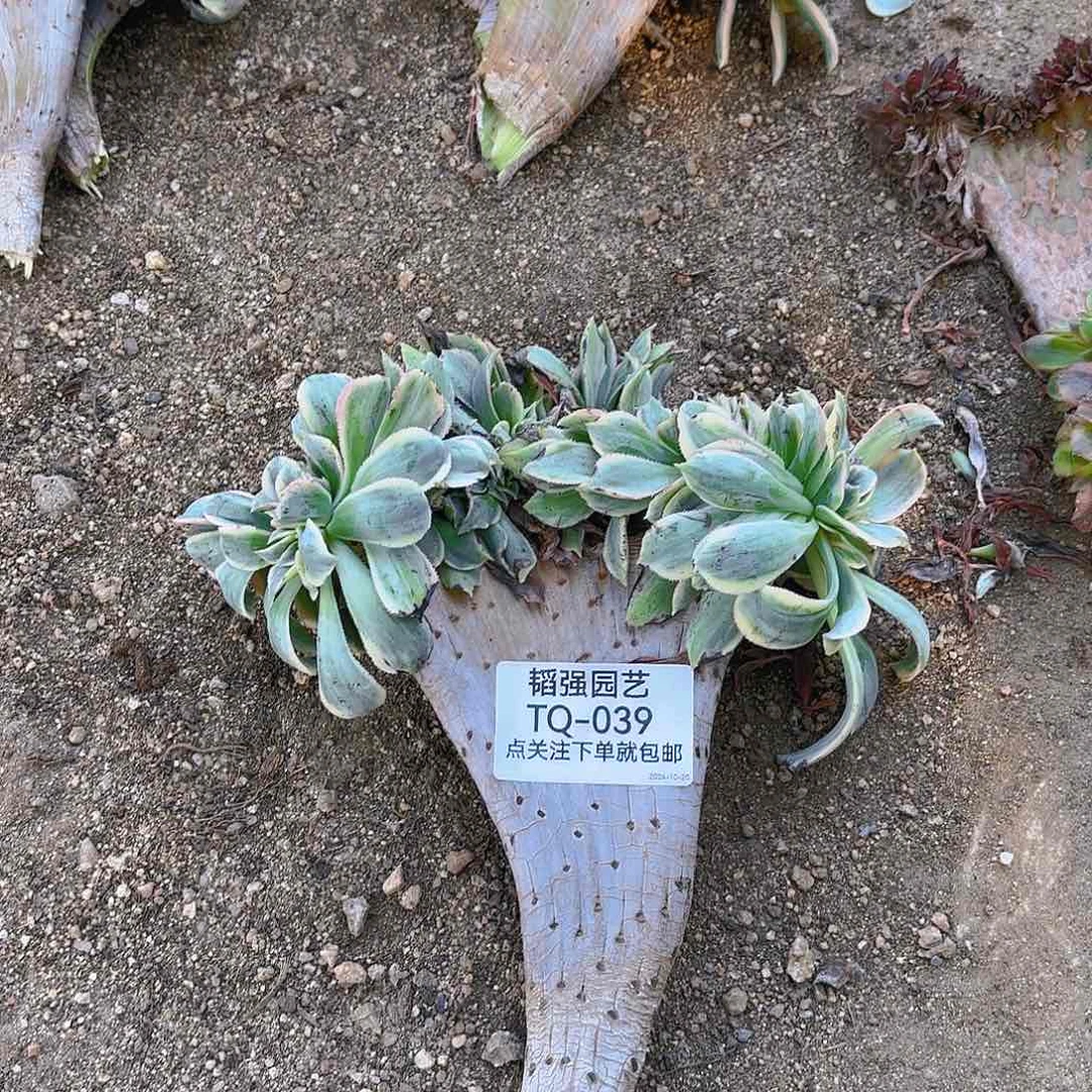 琪***安灿烂缀多肉植物韬强园艺39