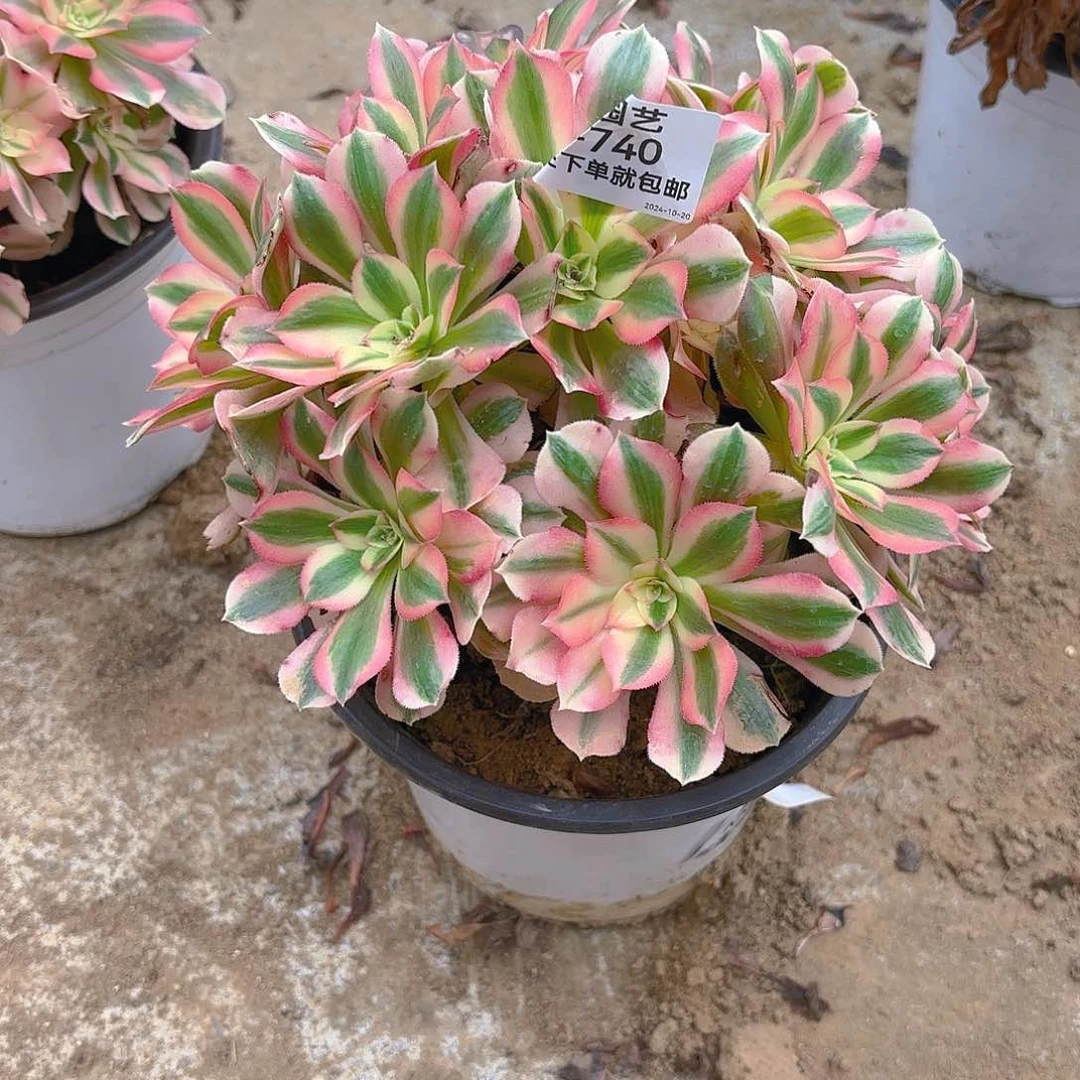 女巫多肉植物740