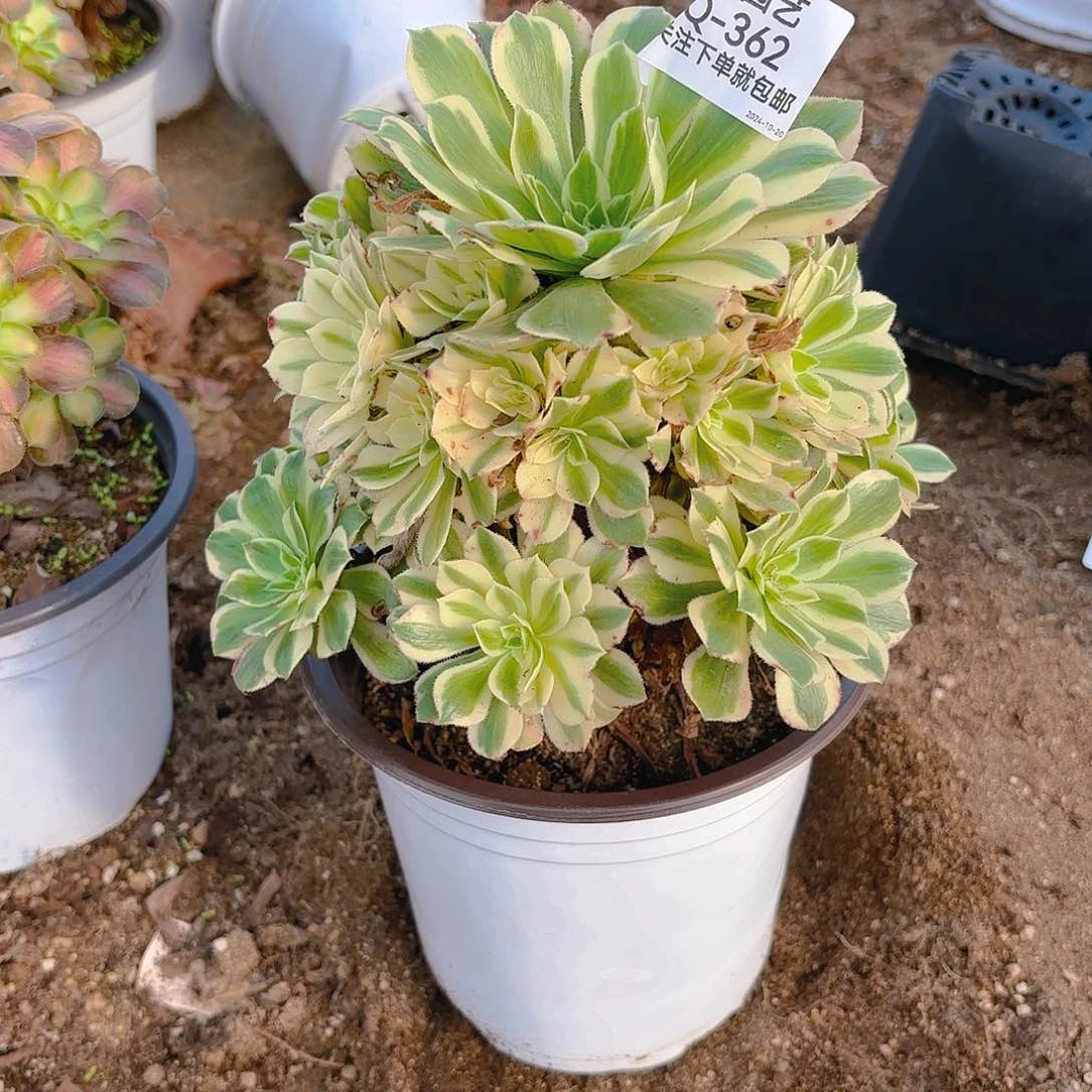 颜凝多肉植物362