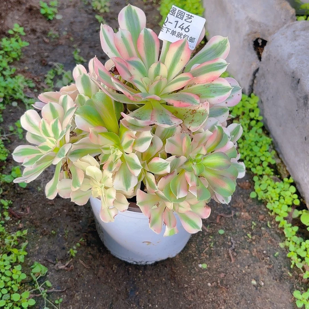 女巫多肉植物146