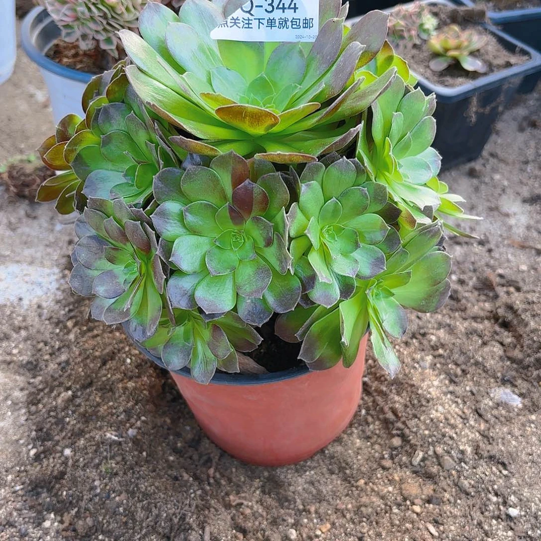 赤焰莲多肉植物344