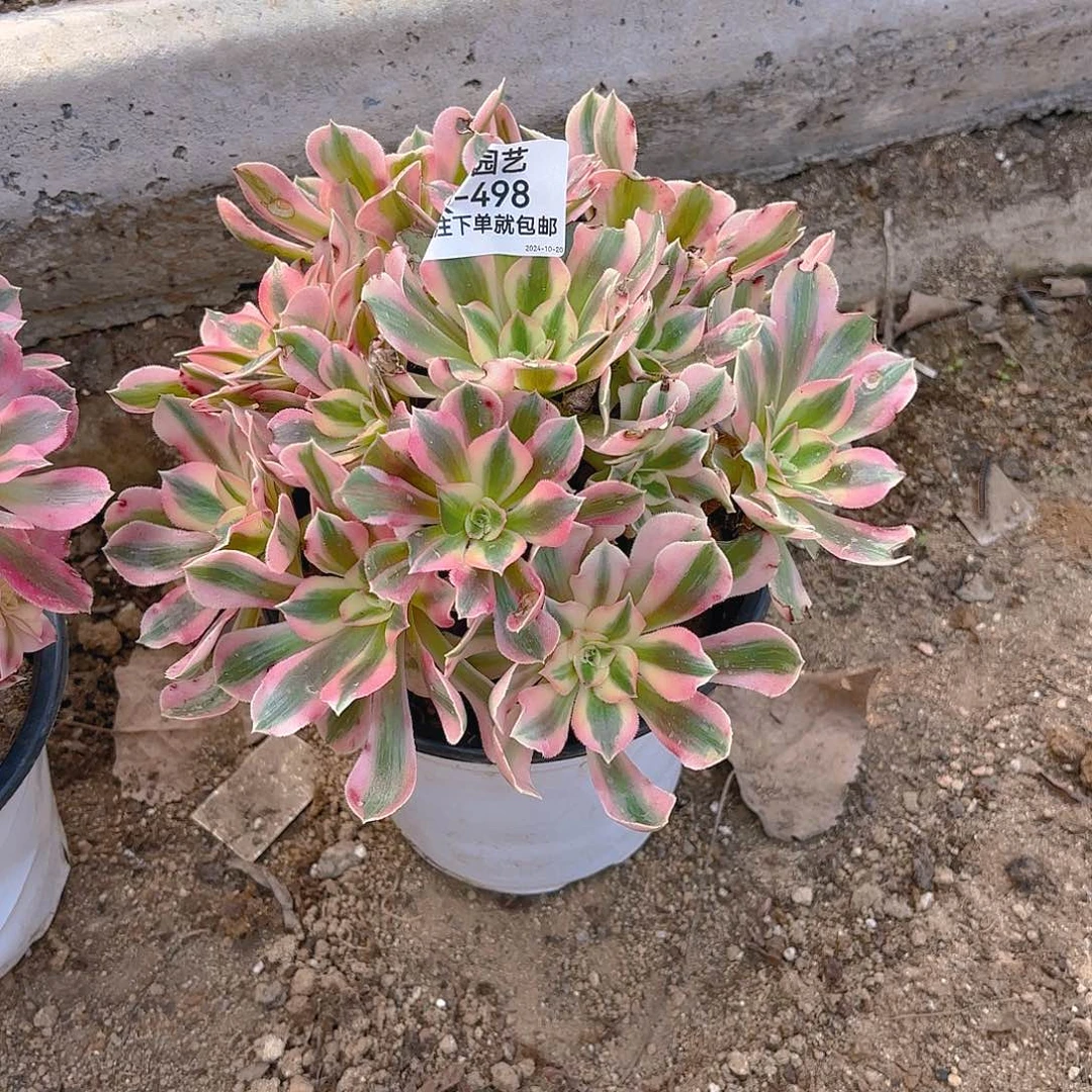 女巫多肉植物498