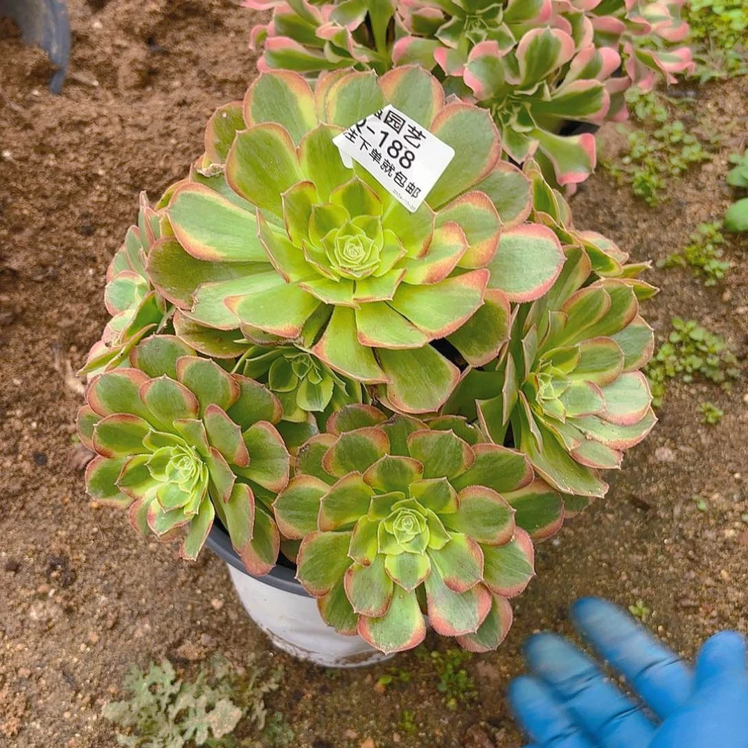 奶白多肉植物韬强园艺188