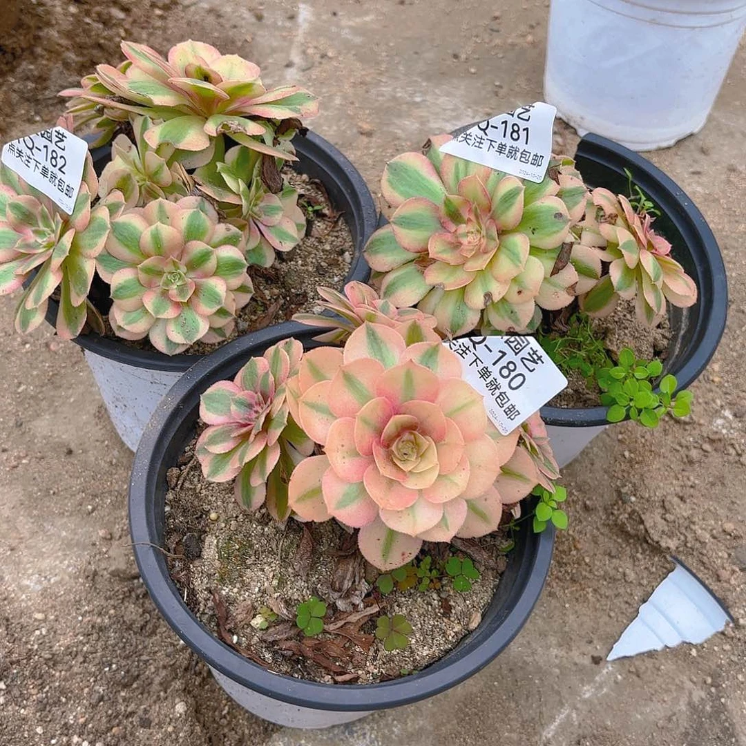 万白多肉植物180-181-182