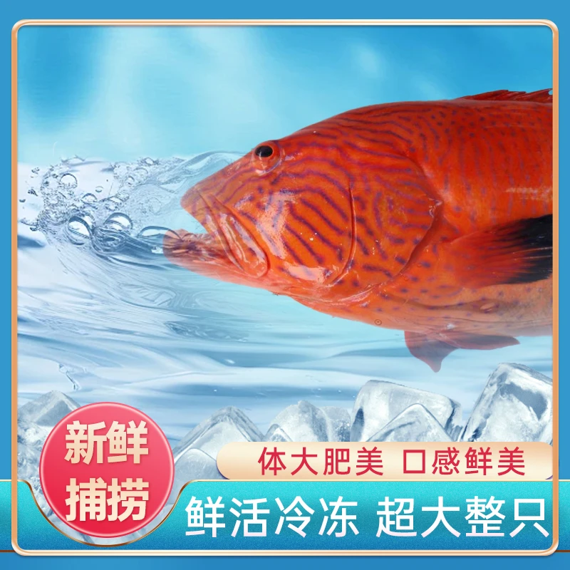 野生东星斑花面花脸东星斑南海钓口速冻锁鲜到手两条400-500g