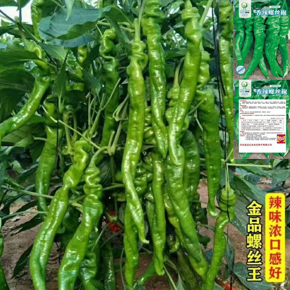 螺丝椒种子辣椒种子蔬菜种子香辣特大螺丝椒种子播种有机蔬菜大全