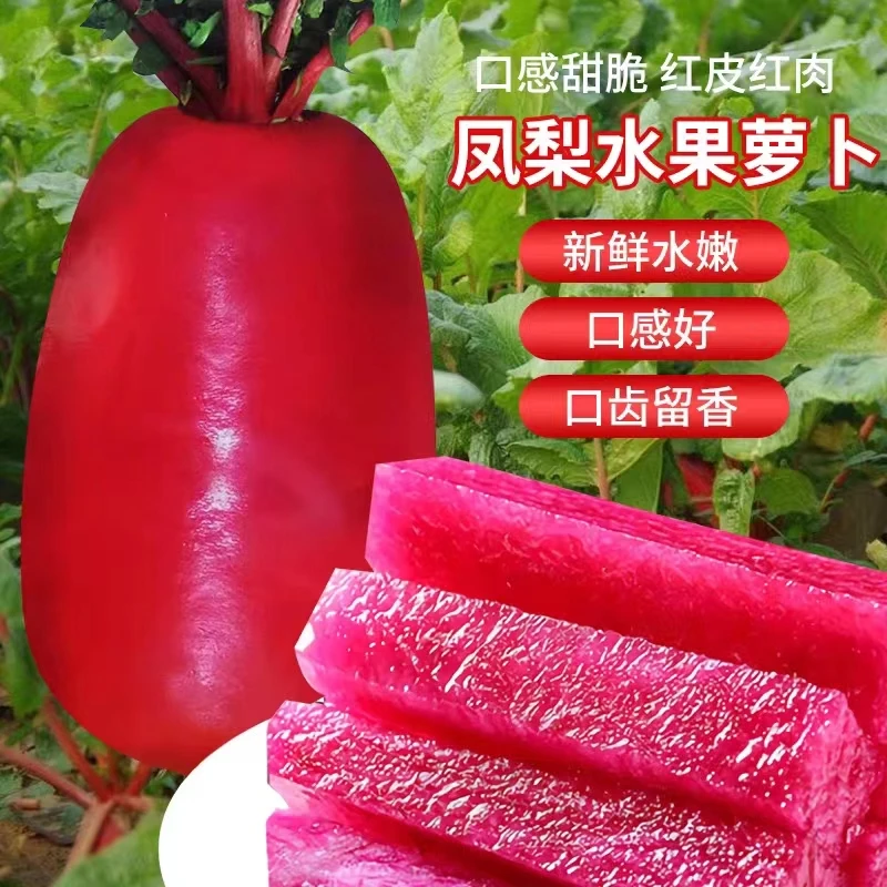 凤梨红心水果萝卜秋冬季红皮满堂红心里美萝卜籽种子春秋四季蔬菜