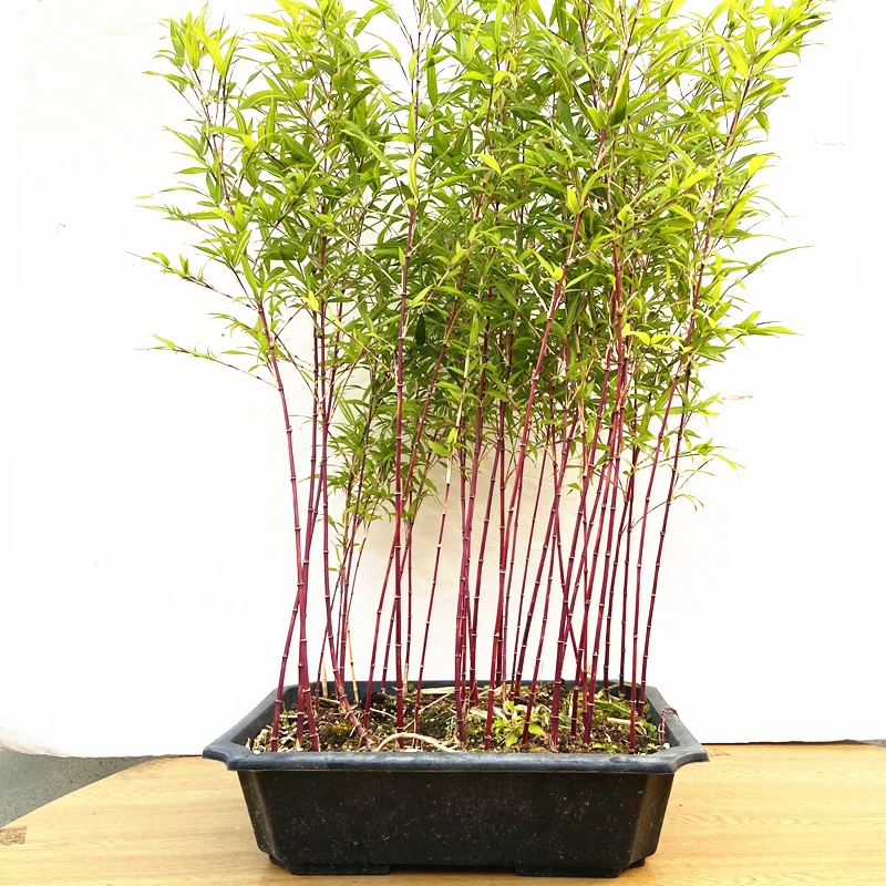 【直播间一物一拍】朱竹 红寒竹 红观音竹 紫寒竹 内门竹植物绿植