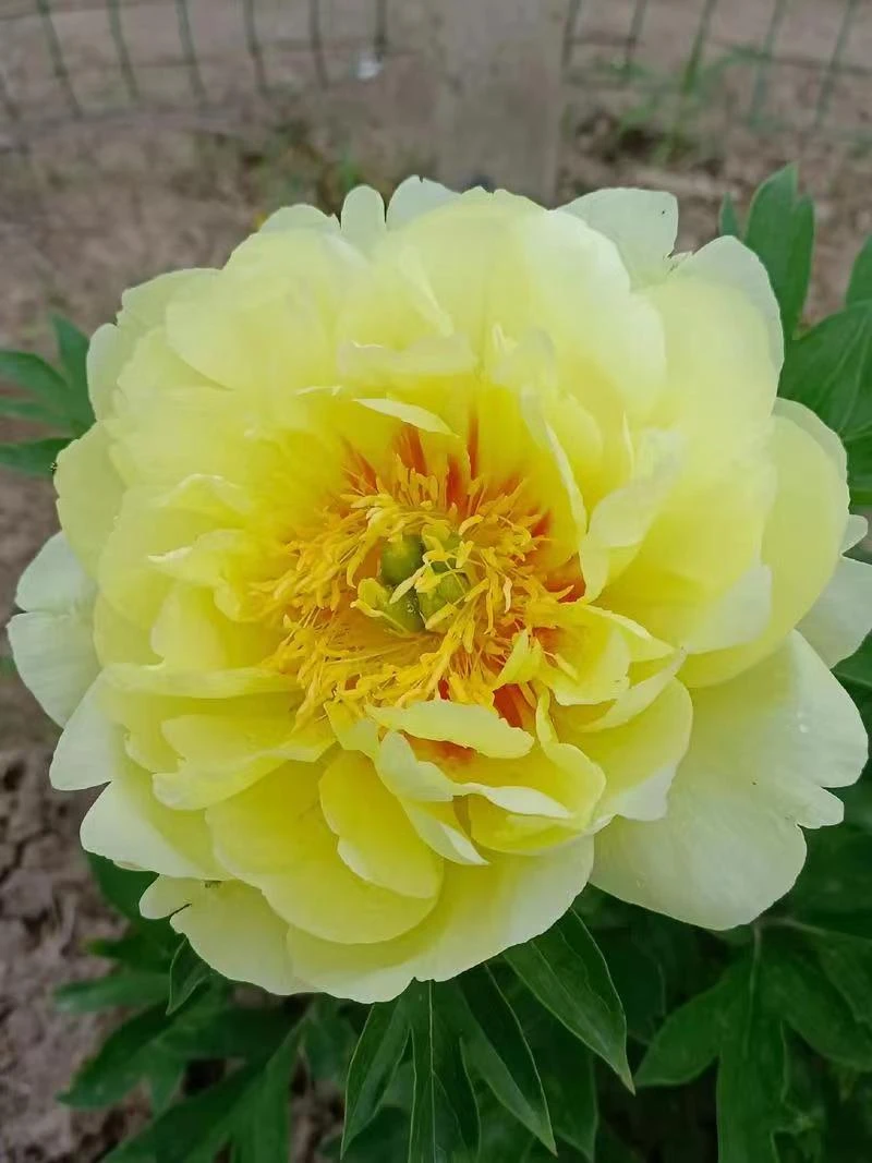 【芭茨啦】精品带芽芍药，一物一拍