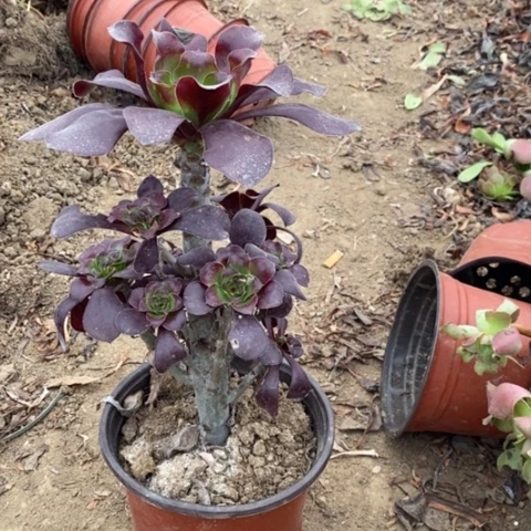 巫毒法师小羊肖恩70