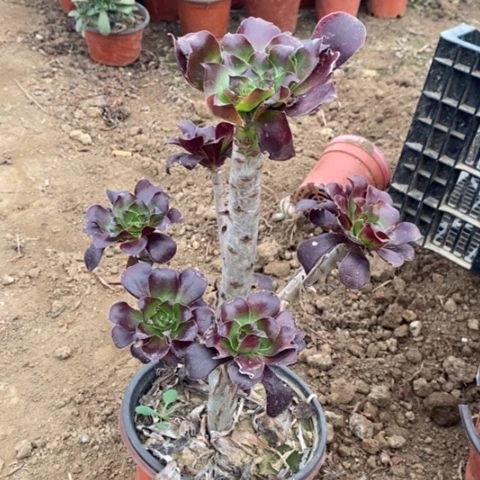 巫毒法师加急发货40