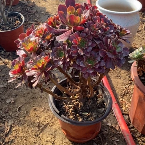 花纳法师小羊肖恩7