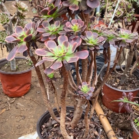 欧佳丽小羊肖恩10