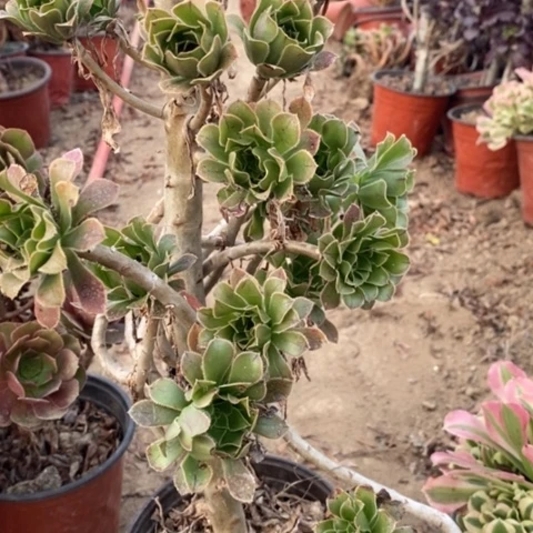 原始绿加急发货16